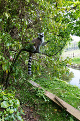 Obraz premium Ring-tailed Lemur on top of a tree