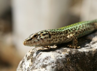 Lizard