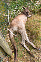 Eastern Grey Kangaroo lying down in the grass