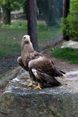 White-tailed sea eagle standing on top of a rock. 