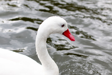 Close up of a single white swan with red beak and red eyes in the water