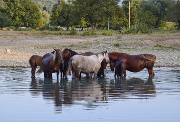 Fototapeta premium Horses walk in line with a shrinking river. The life of horses