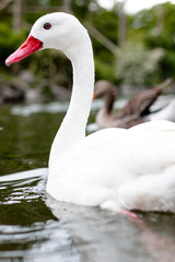 Close up of a single white swan with red beak and red eyes in the water