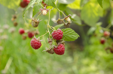 ripe red raspberries on the bush
