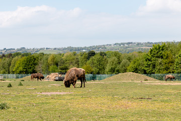Single European Bison on the field eating grass against a brigt blue sky © bacothelock