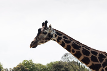 Close up of a giraffe from neck up against a bright blue sky