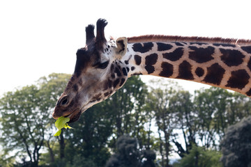 Close up of a giraffe eating leaves with a bright blue sky