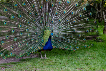 Obraz premium Indian Peafowl stretching its magnificent tail train
