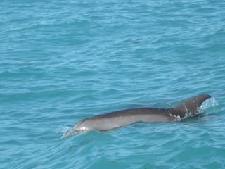 Dolphin swimming in the blue ocean