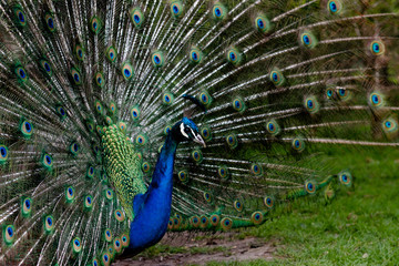 Obraz premium Indian Peafowl stretching its magnificent tail train