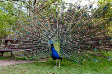 Obraz premium Indian Peafowl stretching its magnificent tail train
