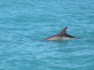 Naklejka premium Dolphin swimming in the blue ocean
