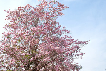 Pink flowers Tabebuia rosea blossom ,Thailand