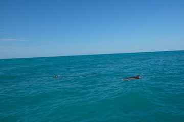 Obraz premium Dolphins in Florida's water