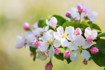 Blooming apple tree in spring garden