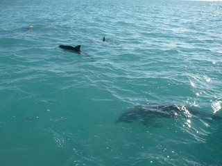 Dolphins in Florida's water