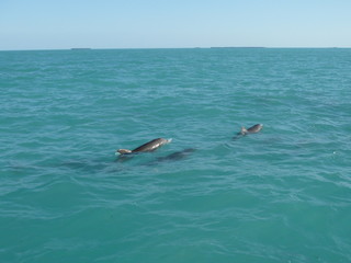 Naklejka premium Dolphins in Florida's water