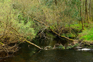Glenealo Creek, Glendalough, Ireland