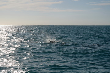 Angfy dolphin hitting its fin onto the water