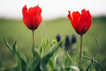 Amazing tulips.