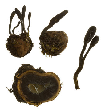 False truffle, Elaphomyces granulatus and parasitic fungi, Elaphocordyceps ophioglossoides isolated on white background