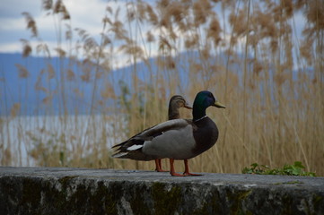 Canards