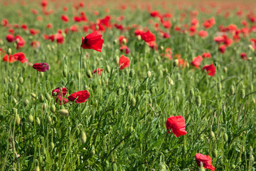 Field of Poppies in Sussex