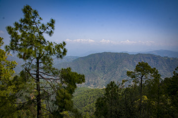 Almora mountain and trees