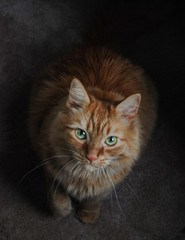 Fototapeta na wymiar Orange Cat