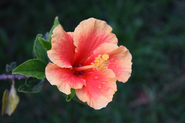 Little Flower