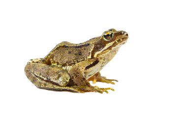 Common frog on white