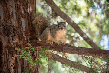 Friendly Squirrel in tree