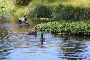 Fototapeta premium Ducks in a pond