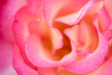 Close up of rose petals