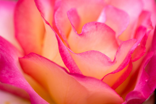 Close up of rose petals