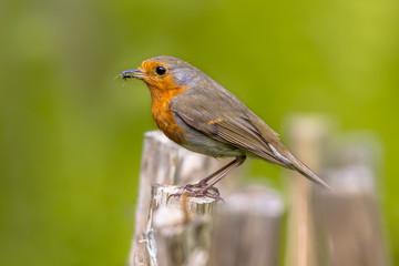 European Robin on fence with insect prey