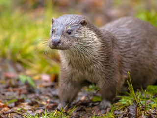 European otter on river bank