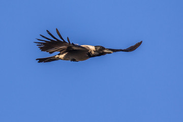 Flying Hooded crow with blue sky