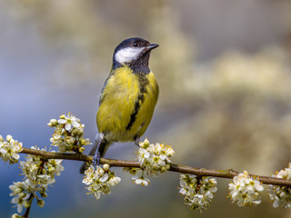 Obraz premium Great tit in blossom