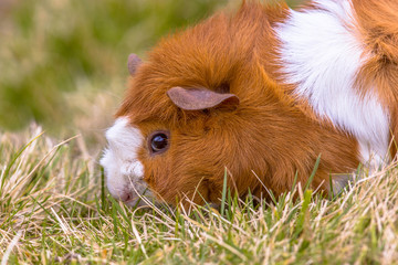 Fototapeta premium Guinea Pig eating grass in backyard