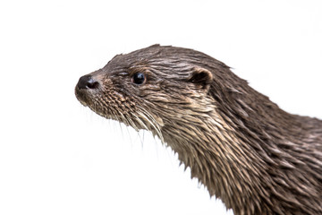 Head of Otter on white background