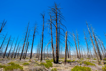 Bryce Canyon Forest