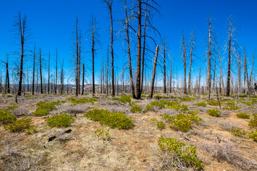 Bryce Canyon Forest
