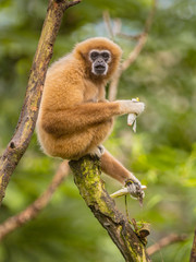 Lar gibbon eating banana on branch in rainforest jungle
