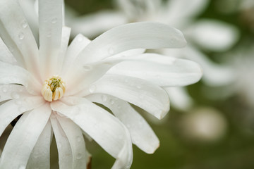 Royal Star Magnolia Flower Blossom