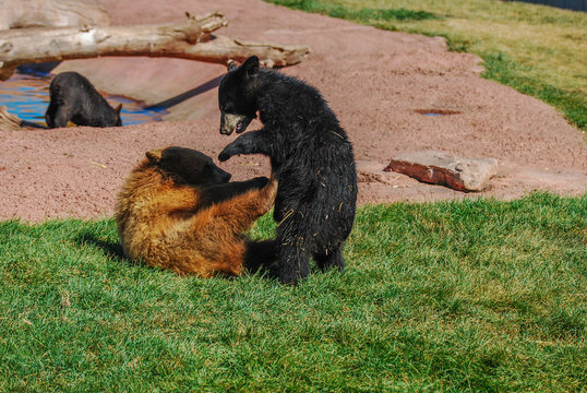 Bear Cub Shenanigans