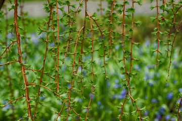 Golden Privet branches of tree with  young green buds
