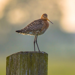 Looking Black-tailed Godwit on post with pastel colored background