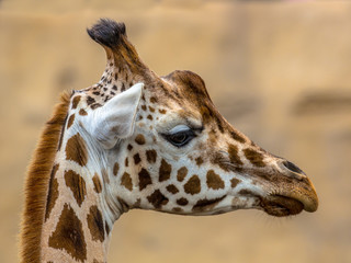 Head of southern giraffe