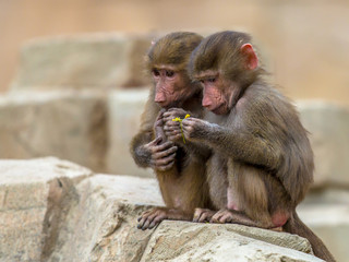 Two juvenile Hamadryas baboons